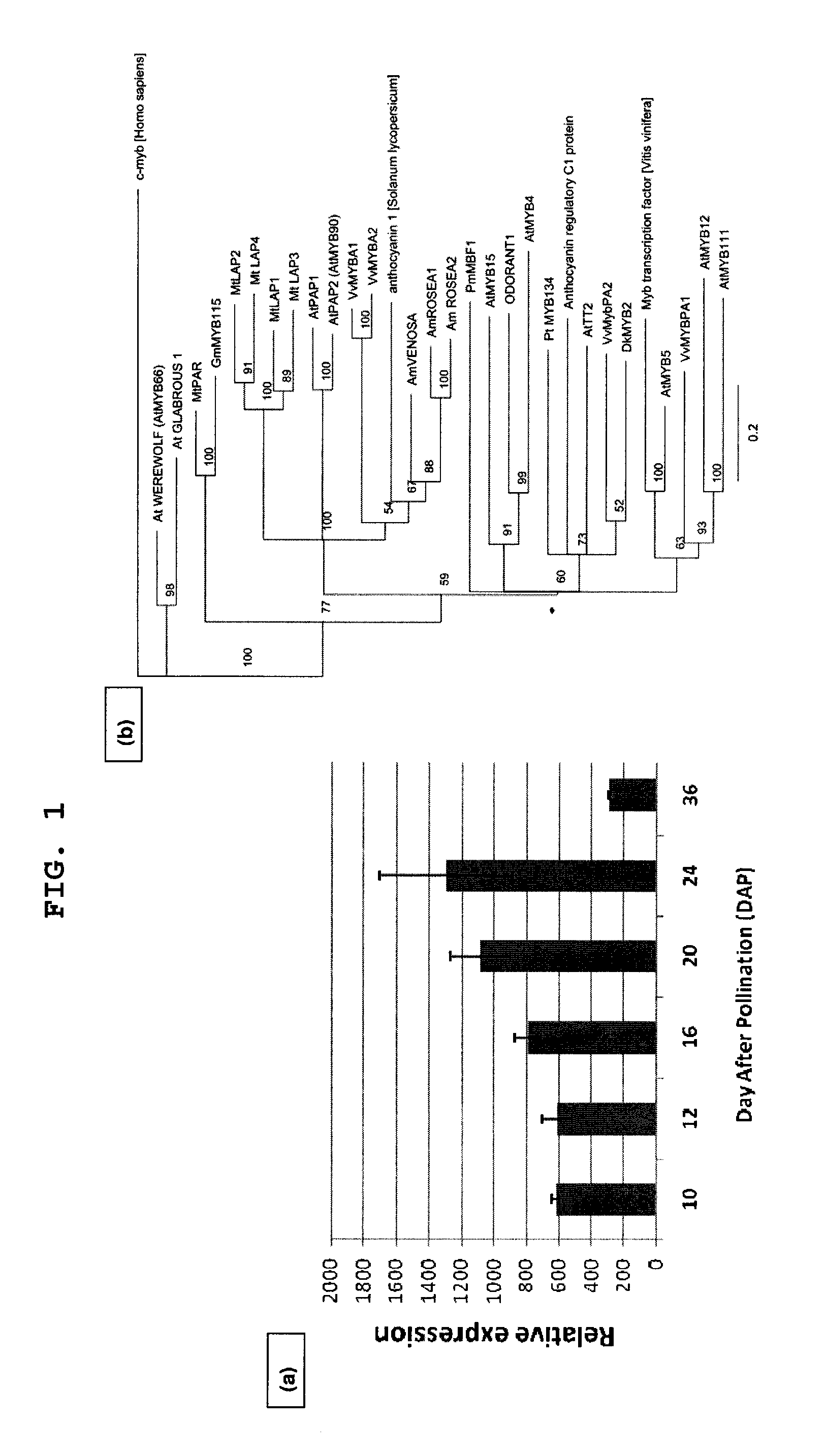 Methods and compositions for regulating production of proanthocyanidins