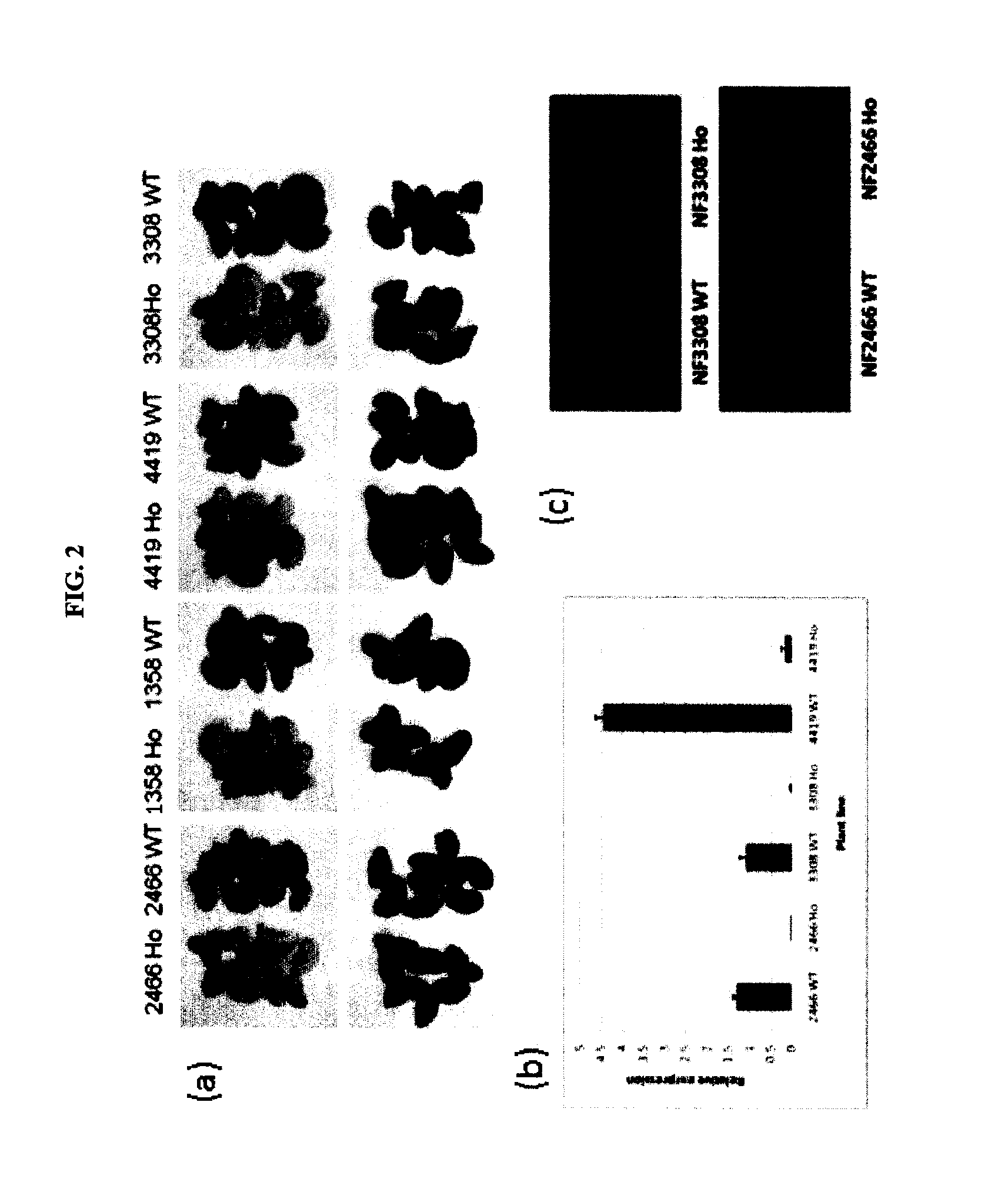 Methods and compositions for regulating production of proanthocyanidins