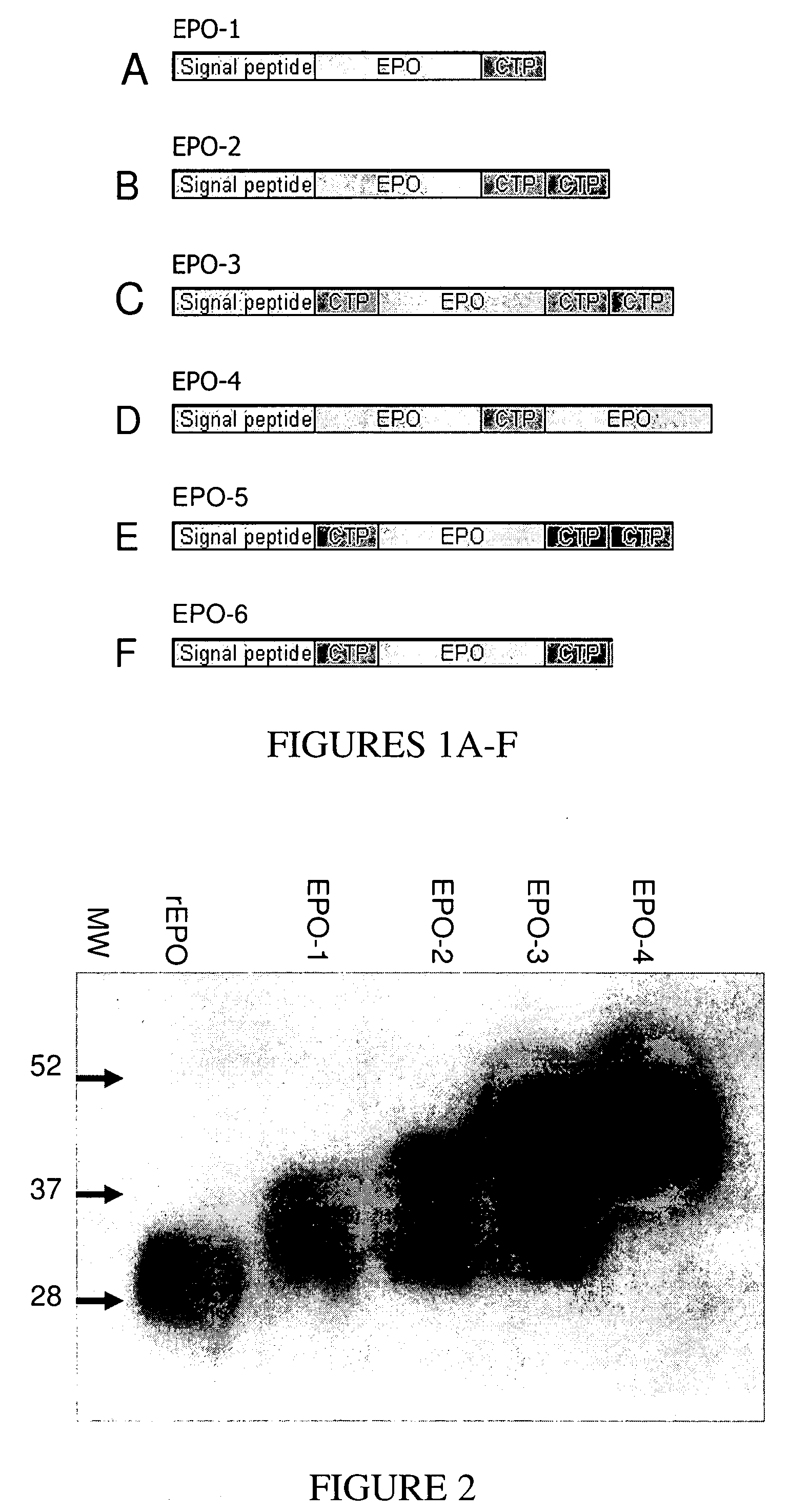 Long-acting EPO polypeptides and derivatives thereof and methods thereof