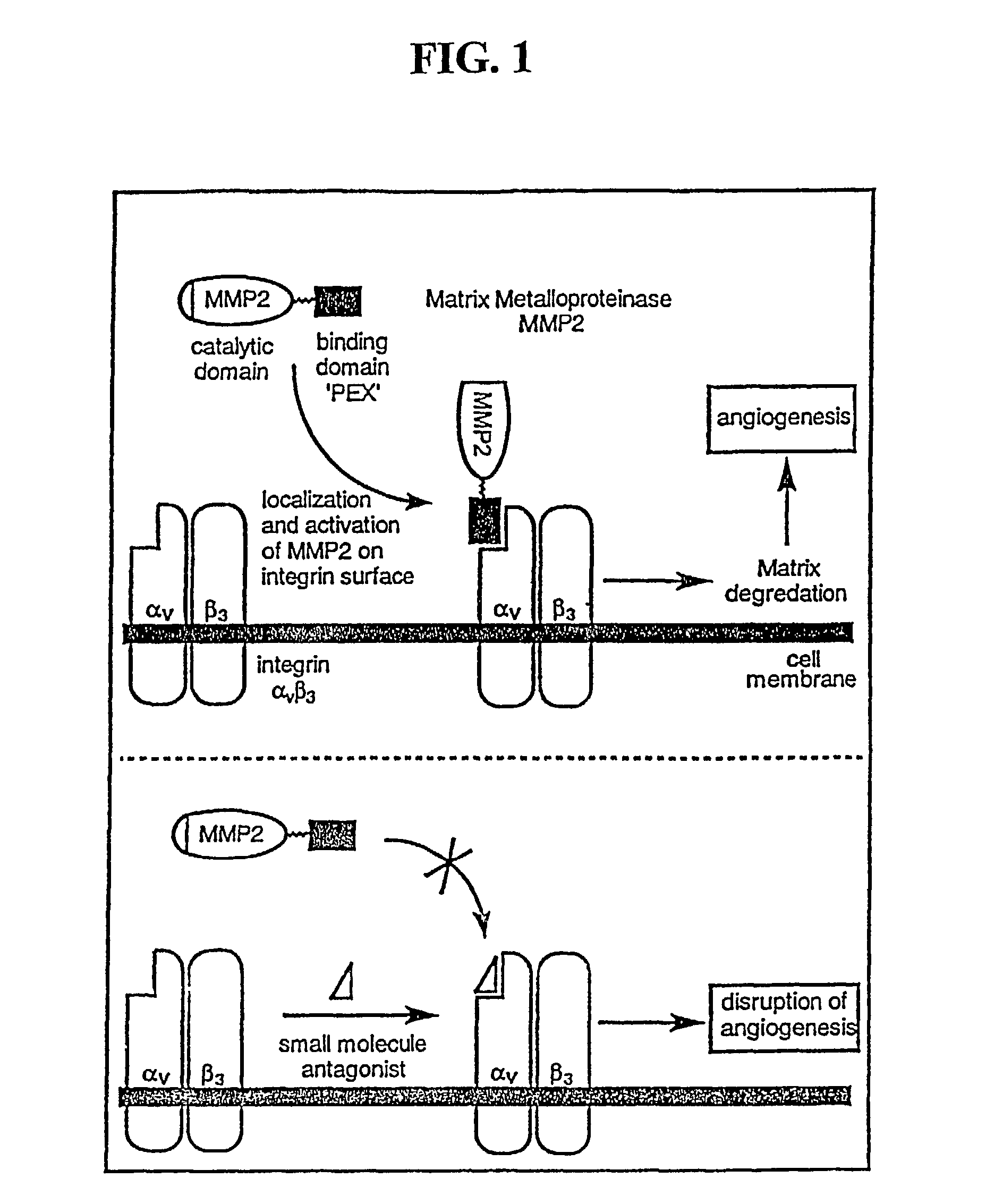 Methods for inhibiting angiogenesis and tumor growth