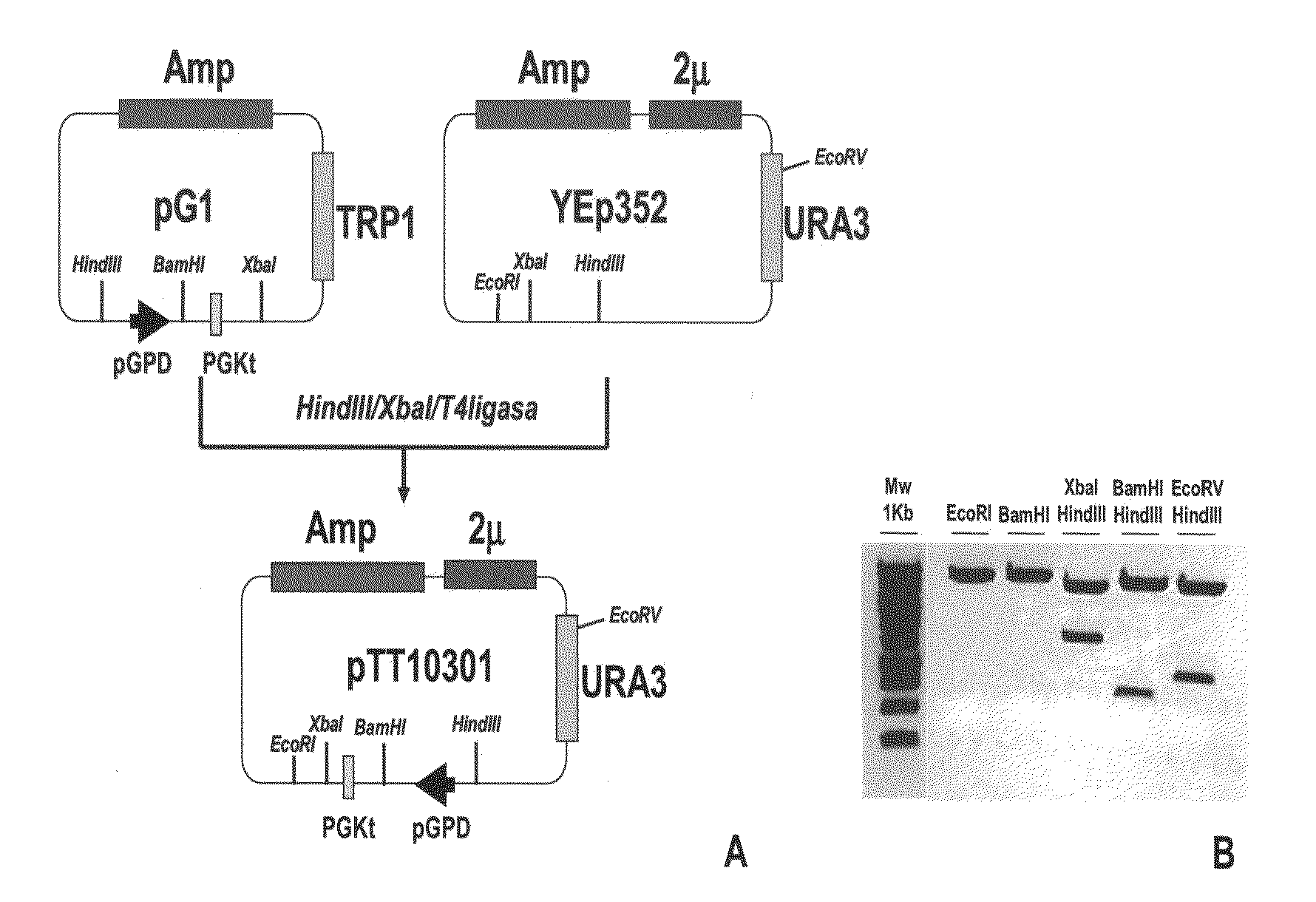 Microvesicles derived from recombinant yeast having haemostatic activities and uses thereof
