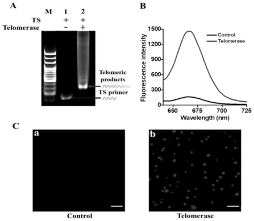 Enzyme DNA repair cascade drive fluorophore coding/de-coding-based biosensor and application thereof in telomerase detection