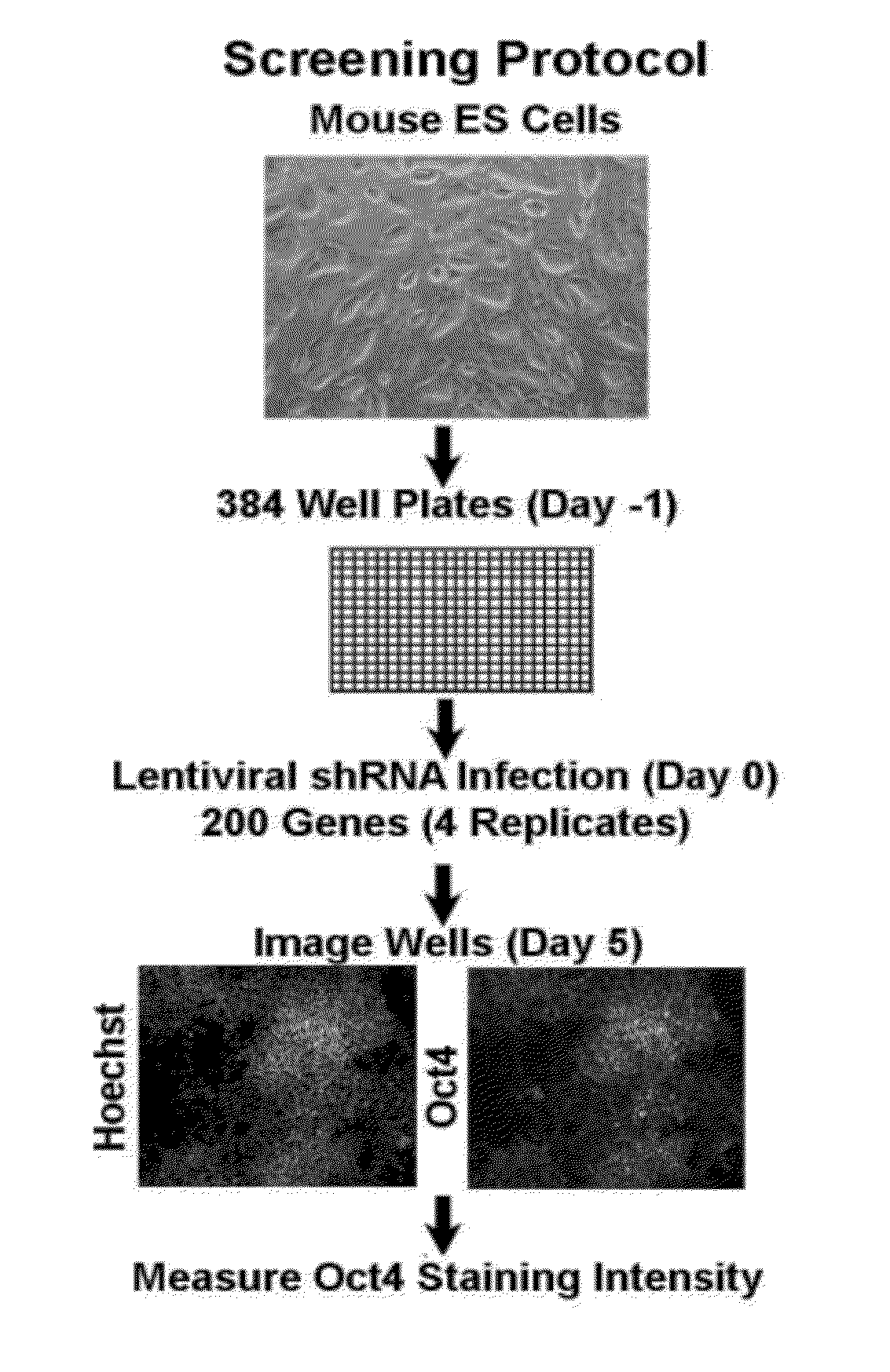 Compositions and methods for enhancing cell reprogramming