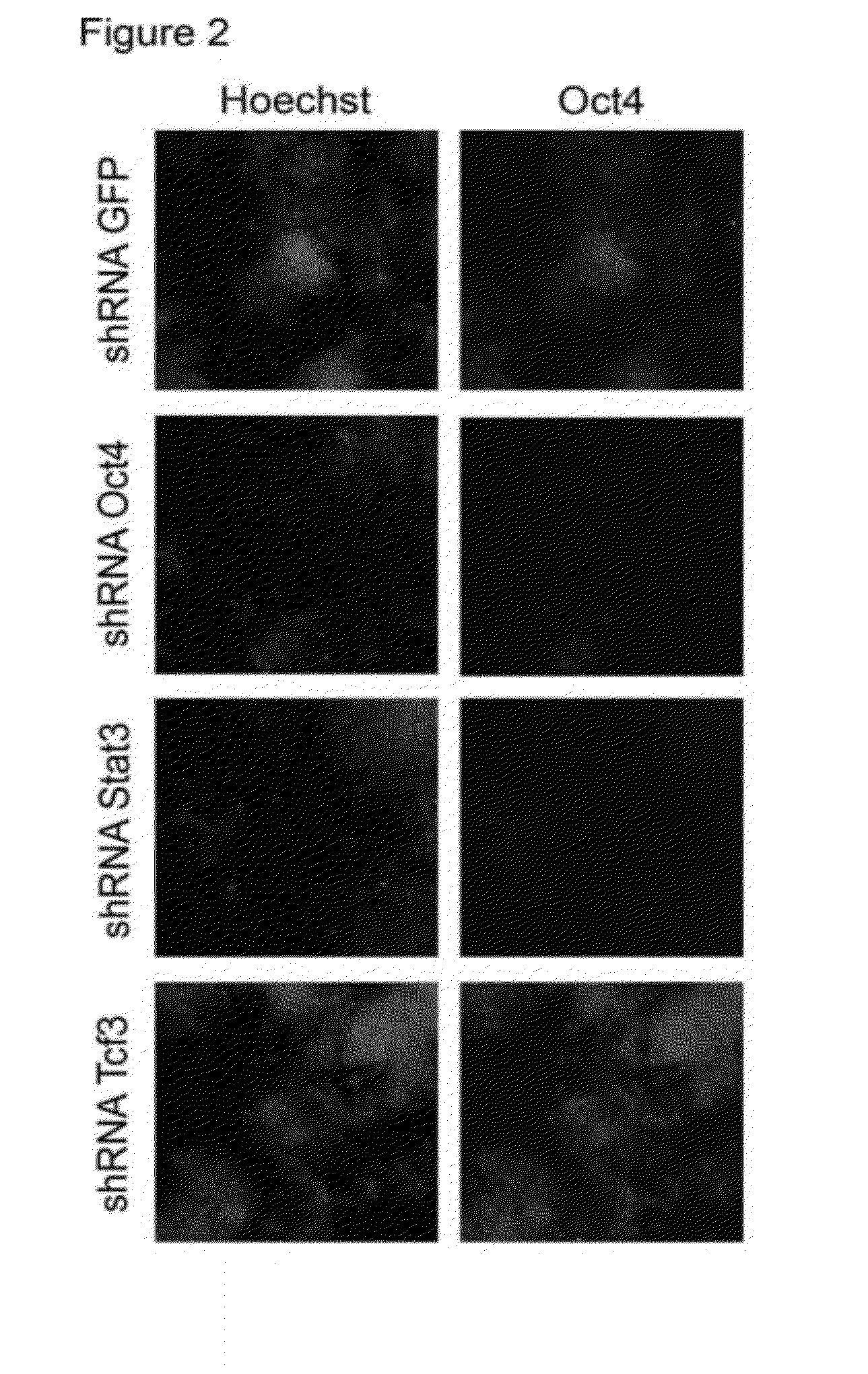Compositions and methods for enhancing cell reprogramming