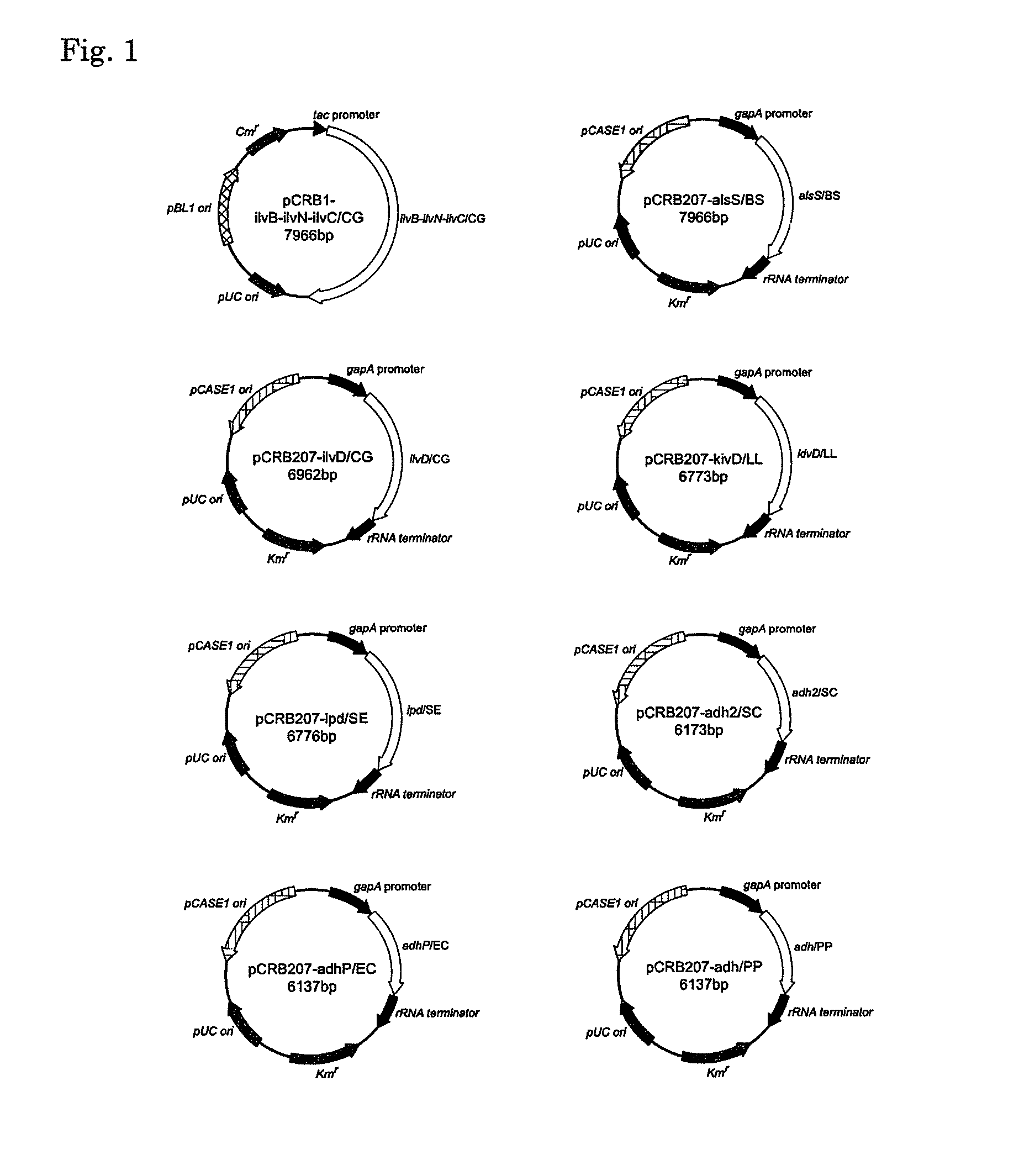 Coryneform bacterium transformant and process for producing isobutanol using the same