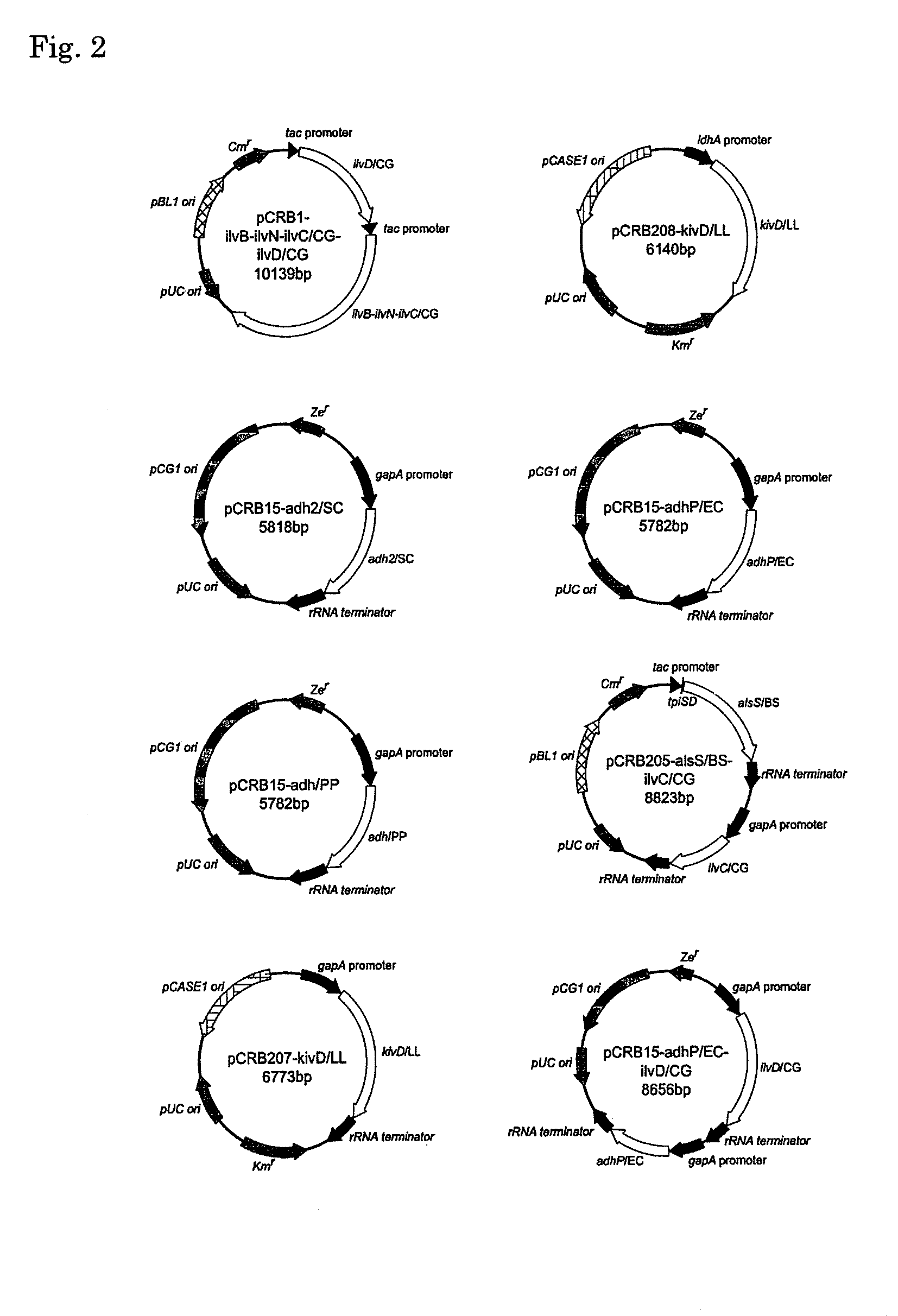 Coryneform bacterium transformant and process for producing isobutanol using the same