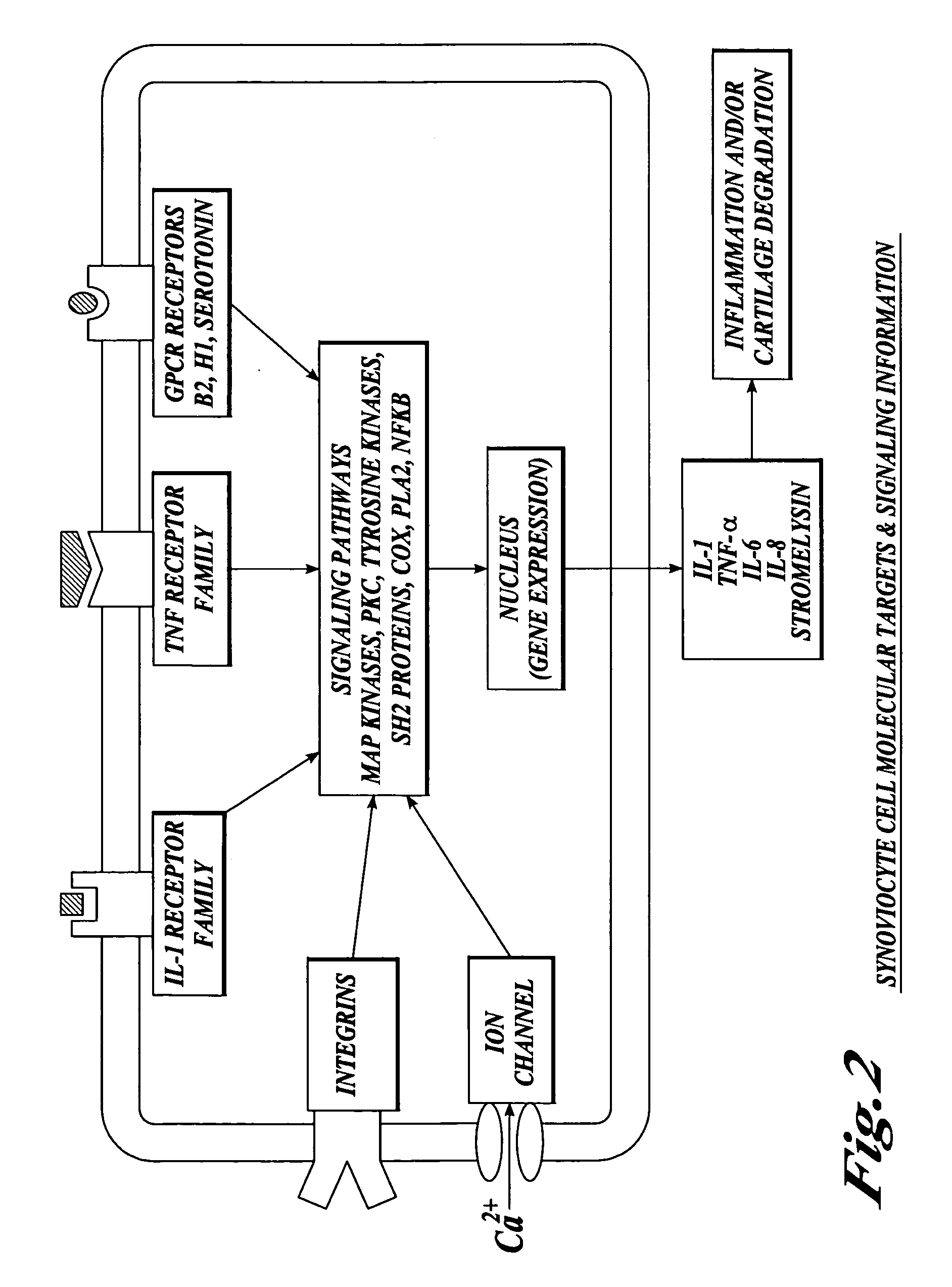 Compositions and methods for systemic inhibition of cartilage degradation