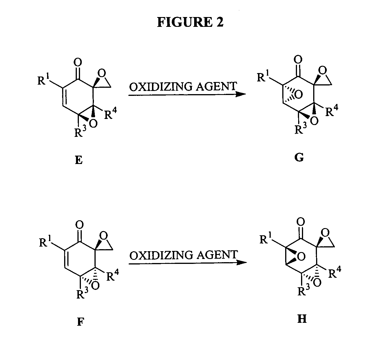 Triptolide analogs for the treatment of autoimmune and inflammatory disorders