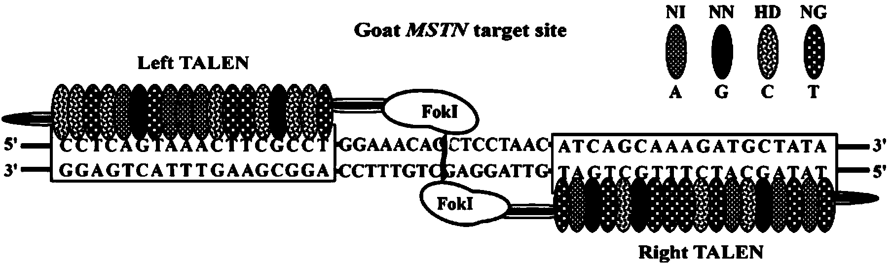 Goat MSTN (myostatin) gene fixed-point modification system and application thereof