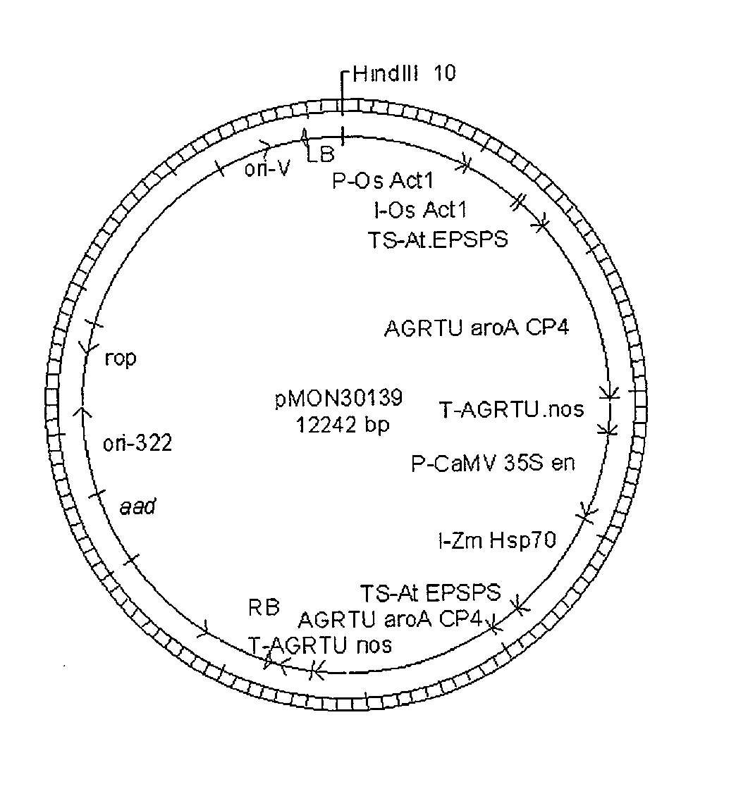 Glyphosate tolerant wheat plant 33391 and compositions and methods for detection thereof