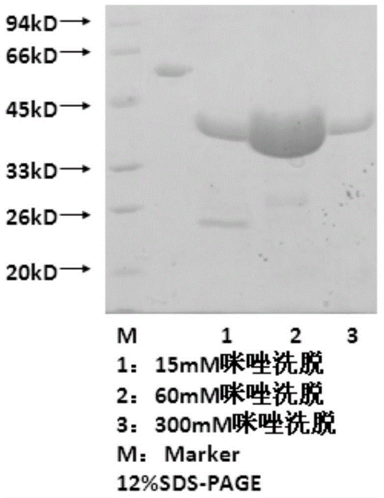 Monoclonal antibody against phosphomannose isomerase (PMI) protein and application thereof