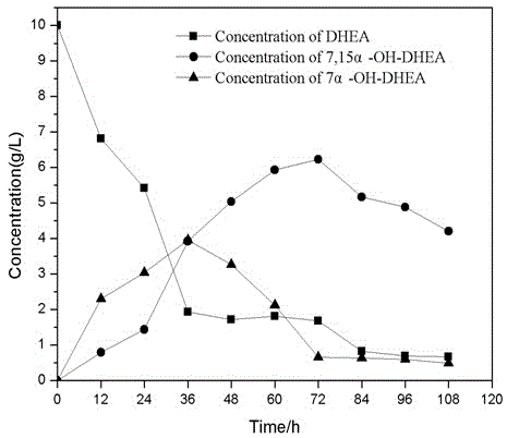 Strain capable of efficiently converting DHEA (dehydroepiandrosterone) into 3 beta, 7 alpha and 15 alpha-trihydroxy androstane-5-alkene-17-ketone obtained by compound mutation screening
