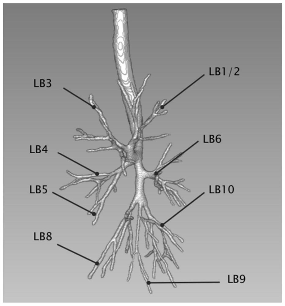 Segmental nomenclature of pulmonary trachea and blood vessels