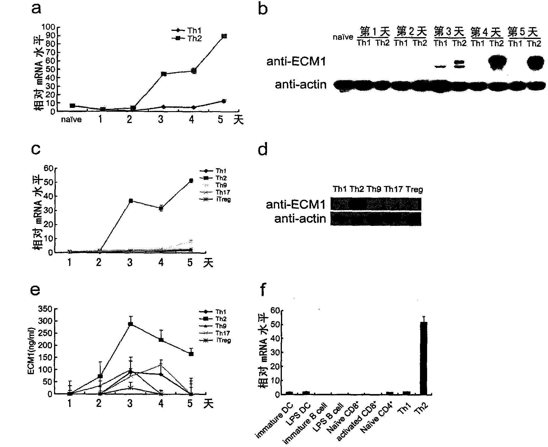 Application of extracellular matrix protein 1 and regulator thereof in preparing medicament for diagnosing or treating allergic diseases