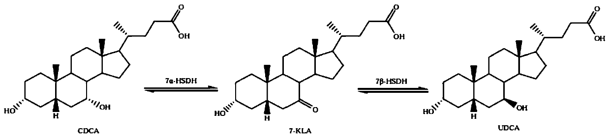 Clostridium sardinia 7α-hydroxysteroid dehydrogenase mutant r194a