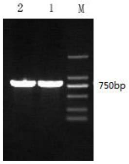 Clostridium sardinia 7α-hydroxysteroid dehydrogenase mutant r194a