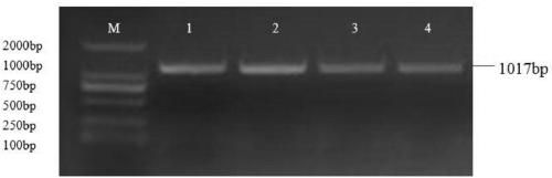 Application of soybean MYB32 transcription factor encoding gene GmMYB32