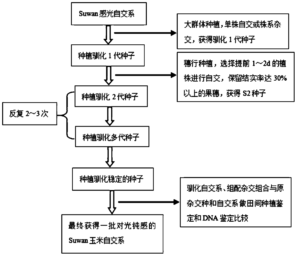 Method for passivating light sensitivity of corn Suwan selfing lines