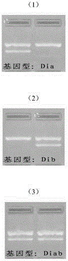 Primer combination for detecting Diego blood group genotyping of human red cells and kit