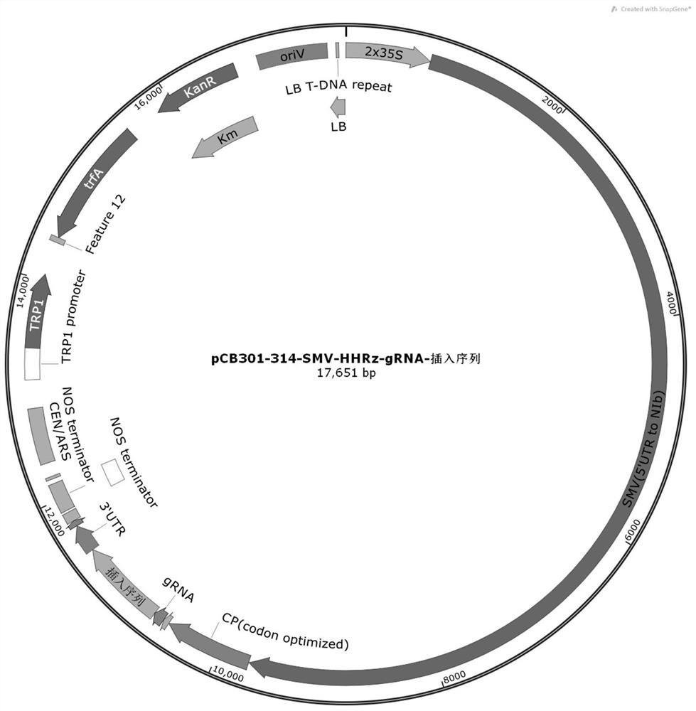 Gene editing vector and gene editing method and application thereof