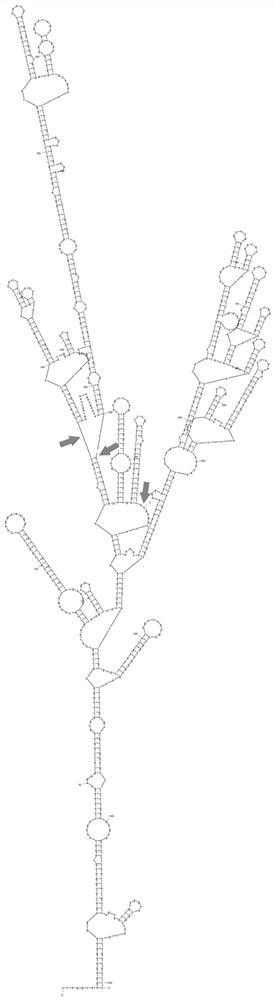 Gene editing vector and gene editing method and application thereof