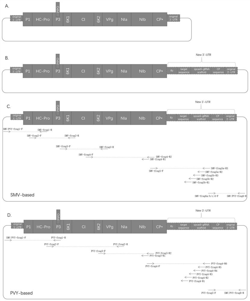 Gene editing vector and gene editing method and application thereof