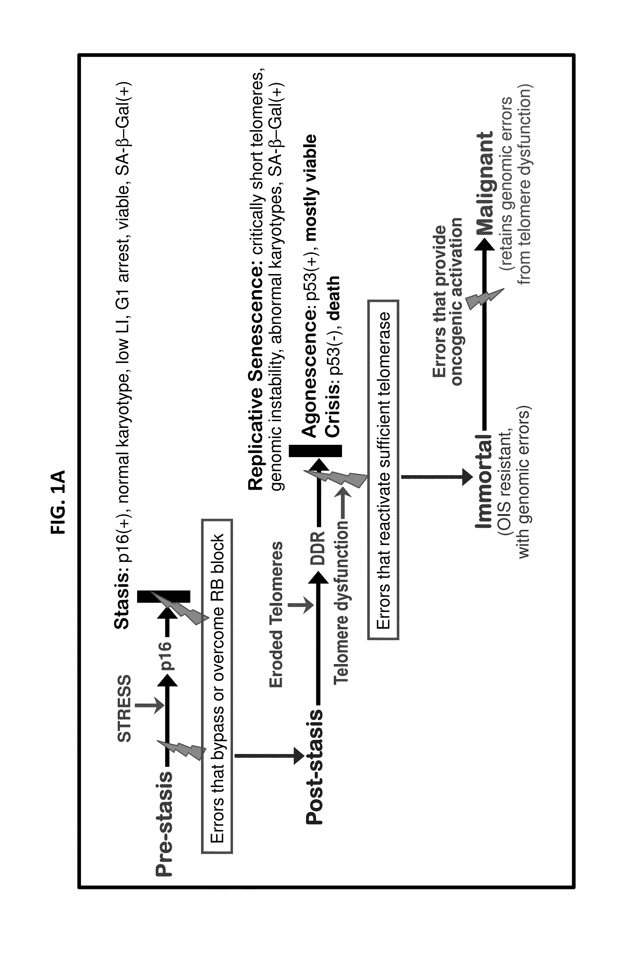 Methods for Efficient Immortalization Of Normal Human Cells
