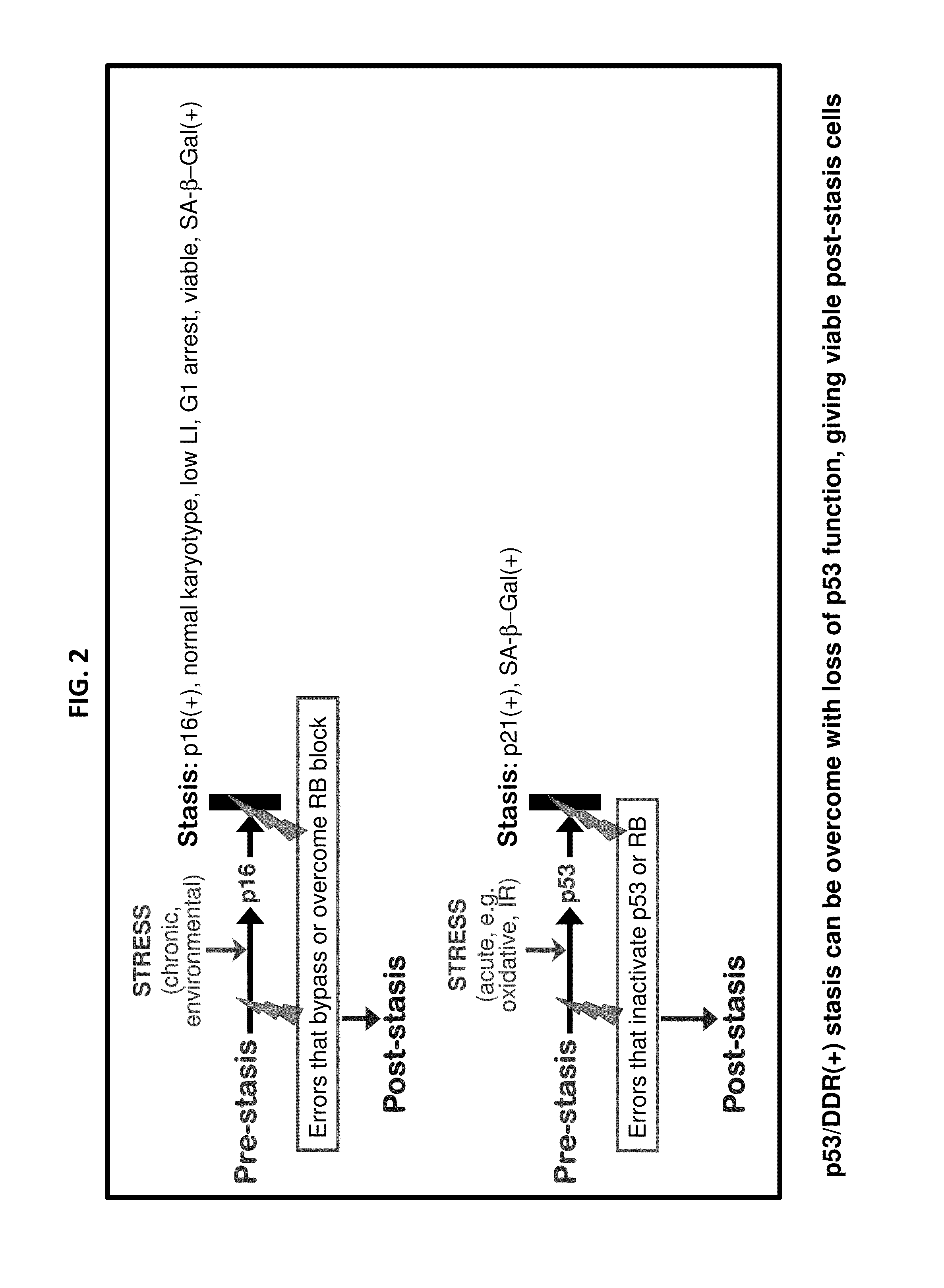 Methods for Efficient Immortalization Of Normal Human Cells