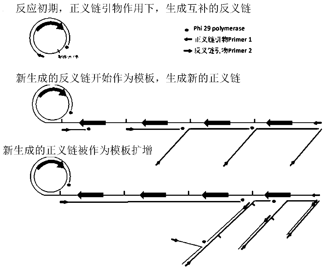 Double primer and its application