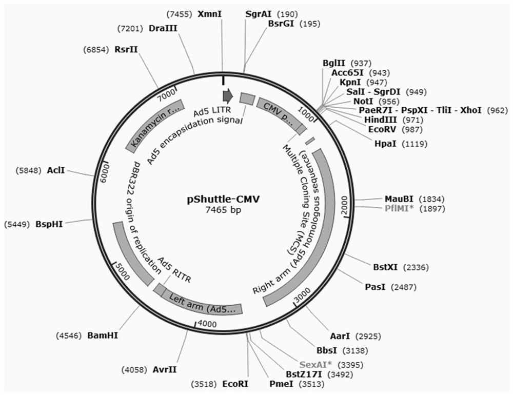 Porcine rotavirus recombinant protein, recombinant adenovirus expressing same protein and application
