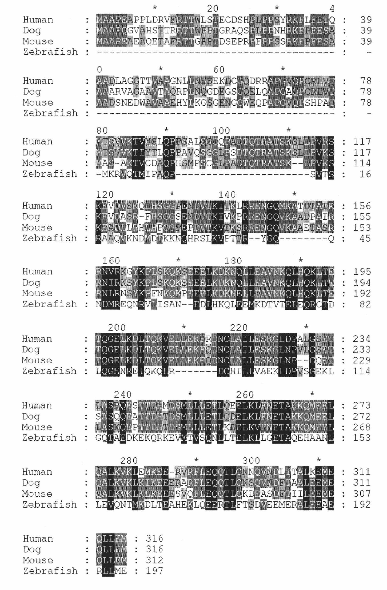 Spindle centromere associated protein Z (CENP-Z) and encoded gene as well as application thereof