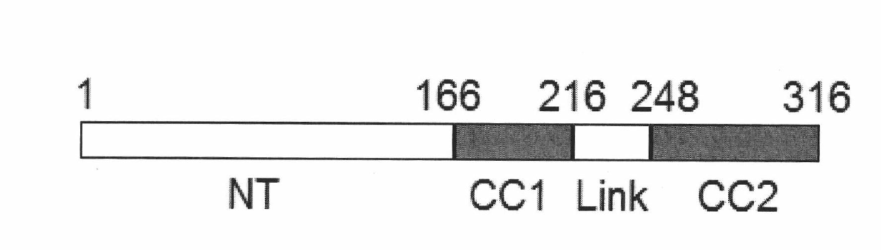 Spindle centromere associated protein Z (CENP-Z) and encoded gene as well as application thereof
