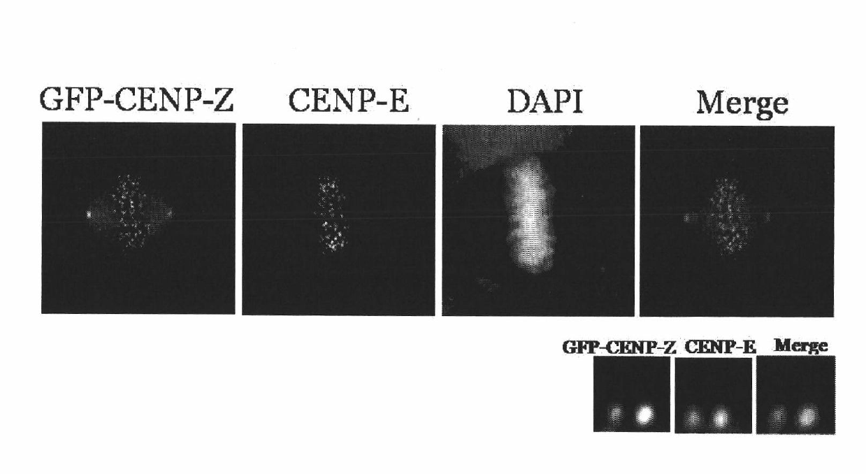 Spindle centromere associated protein Z (CENP-Z) and encoded gene as well as application thereof