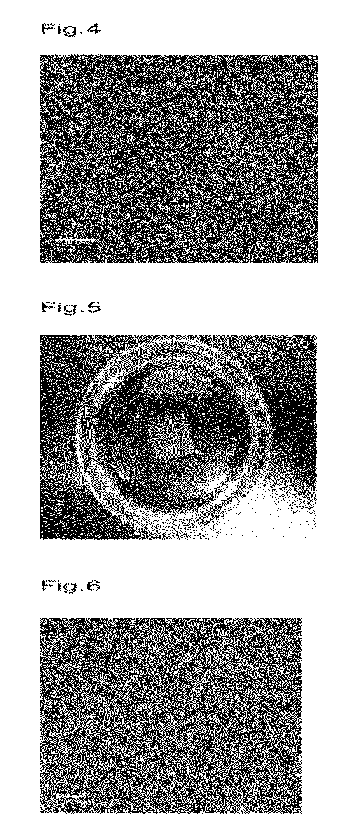 Temperature-responsive cell culture substrate on which a straight-chain temperature-responsive polymer is immobilized, and manufacturing method therefor