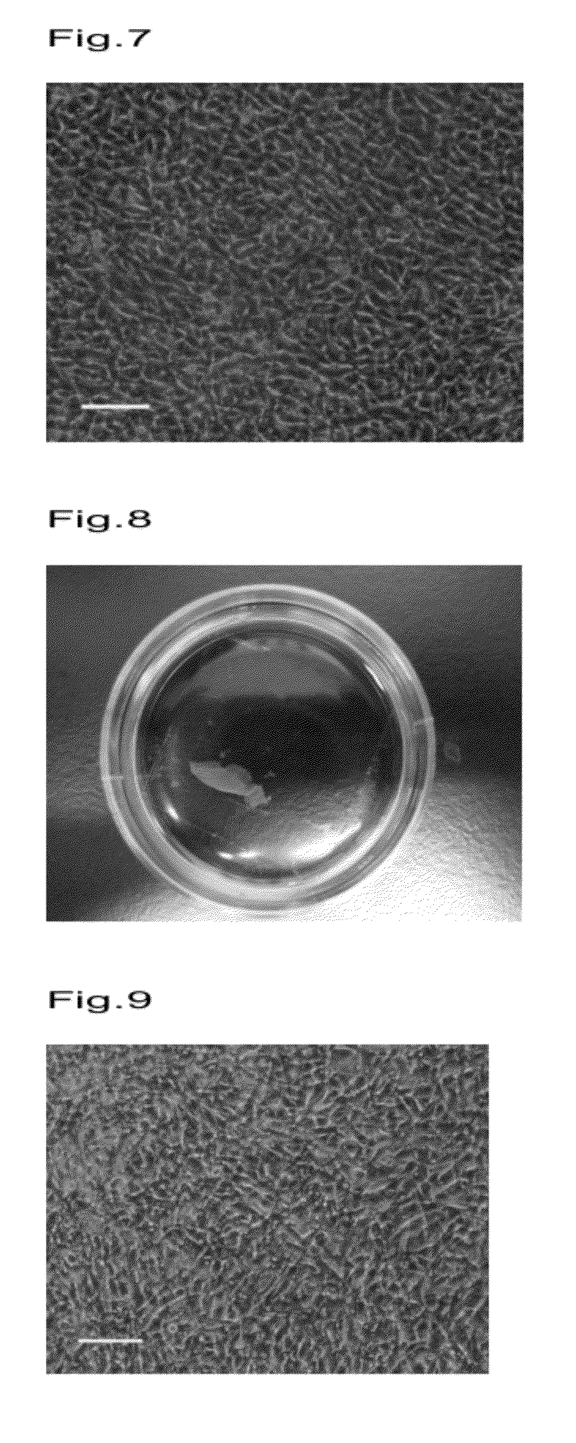Temperature-responsive cell culture substrate on which a straight-chain temperature-responsive polymer is immobilized, and manufacturing method therefor