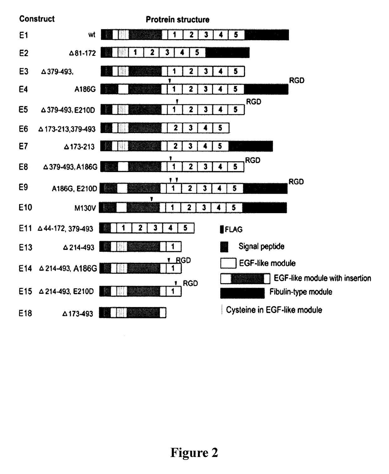 Fibulin protein variants and corresponding nucleic acid sequences