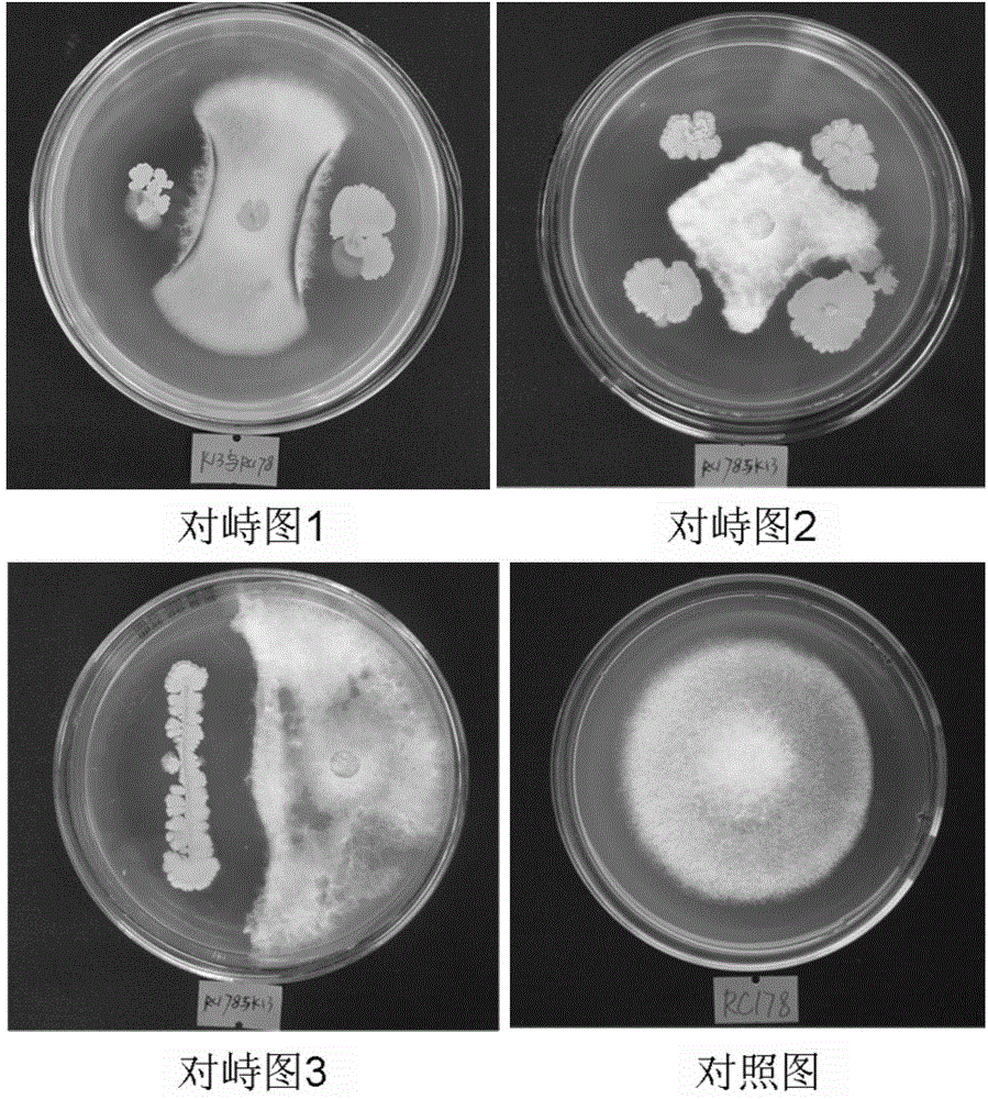 Method of isolating and screening antagonistic bacteria from rubber tree leaves