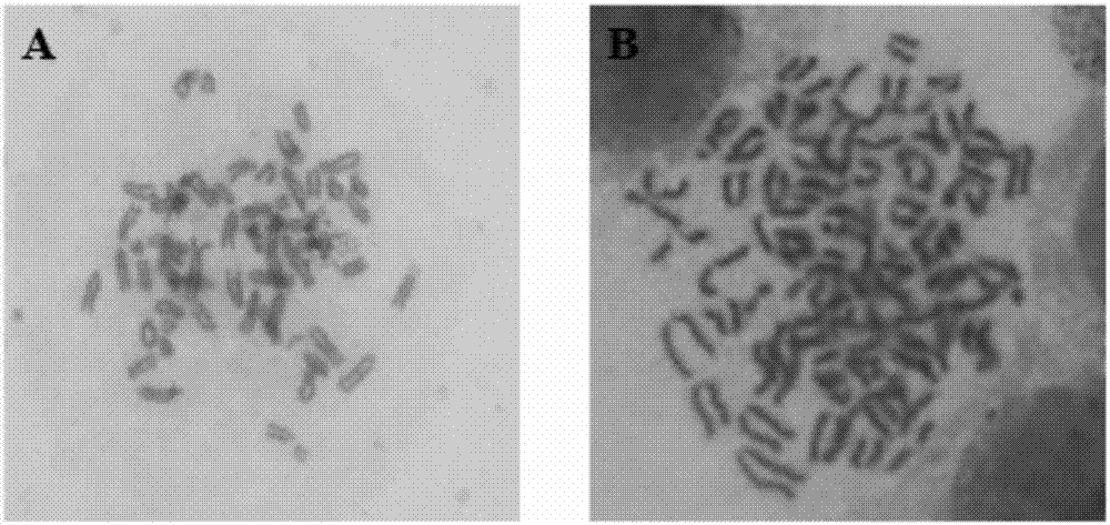 Anti-Ebola virus GP protein monoclonal antibody, and applications thereof