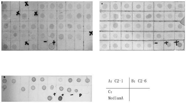 Culture medium for cloning formation of Chinese hamster ovary cells