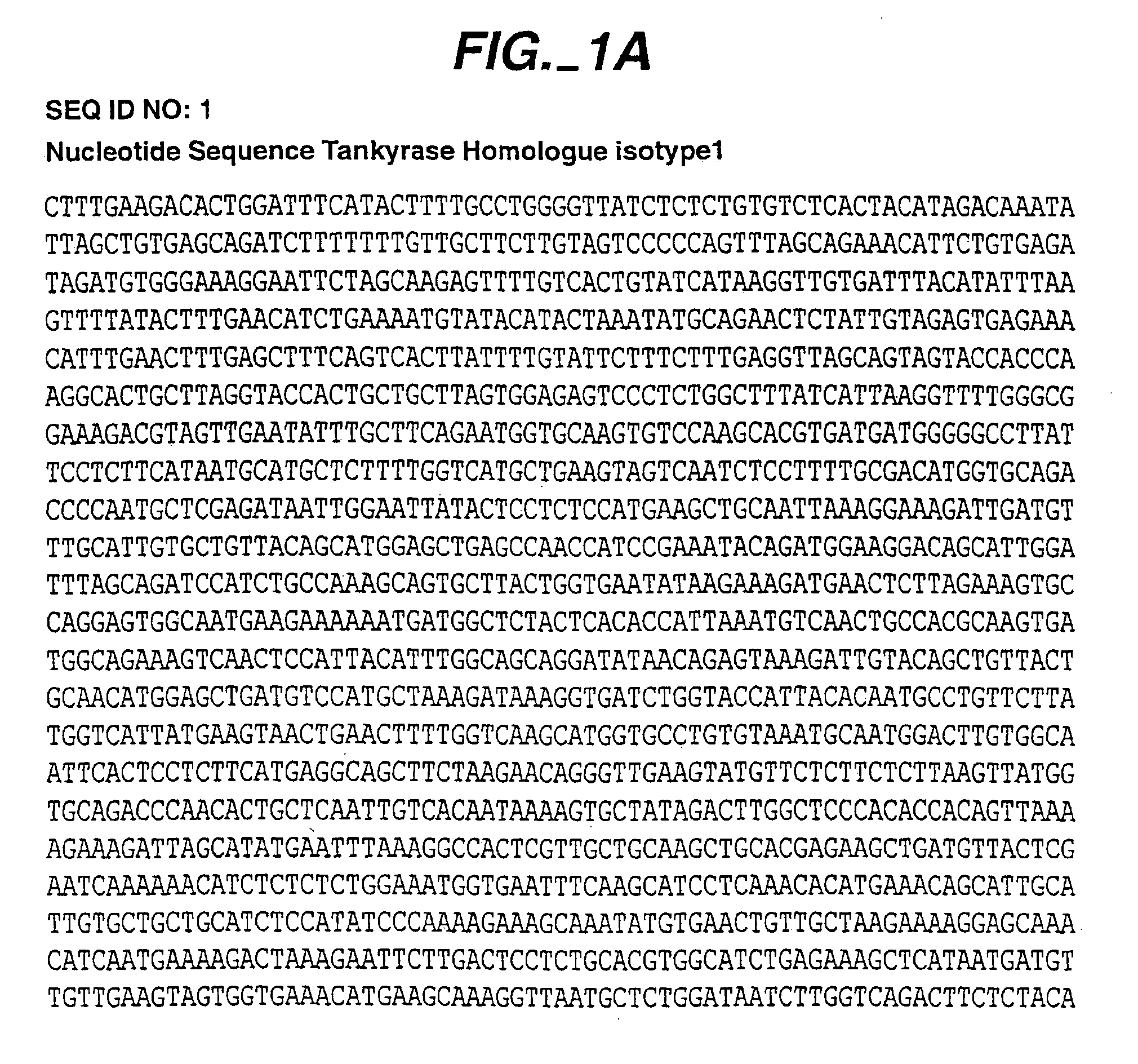 Tankyrase H, compositions involved in the cell cycle and methods of use