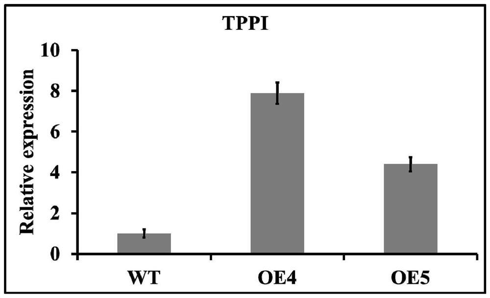 Application of TPPI gene in regulation and control of plant root development and promotion of plant jasmonic acid accumulation