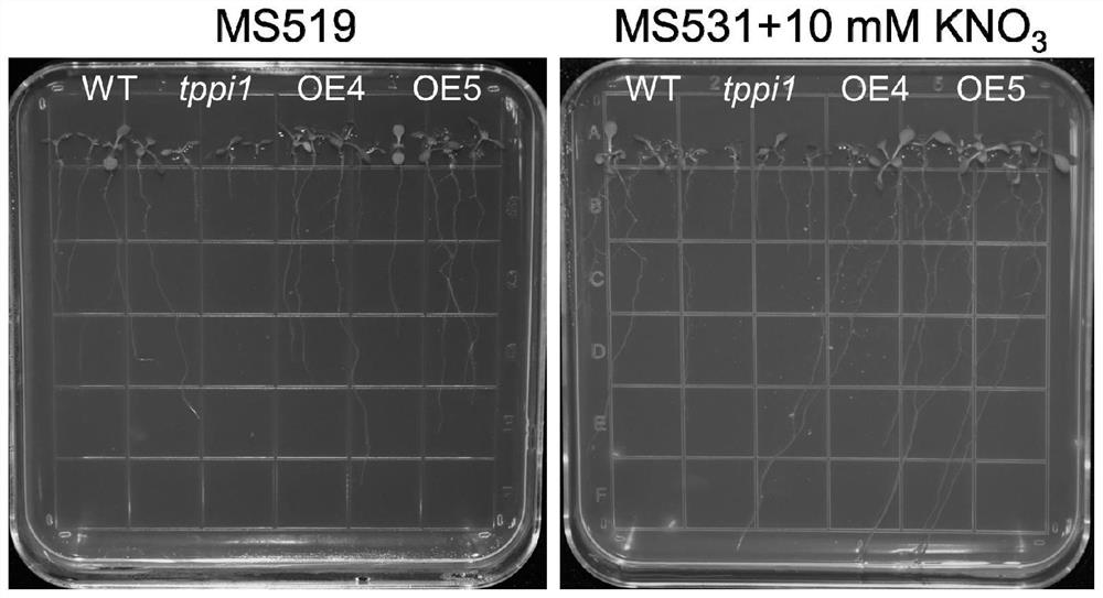 Application of TPPI gene in regulation and control of plant root development and promotion of plant jasmonic acid accumulation