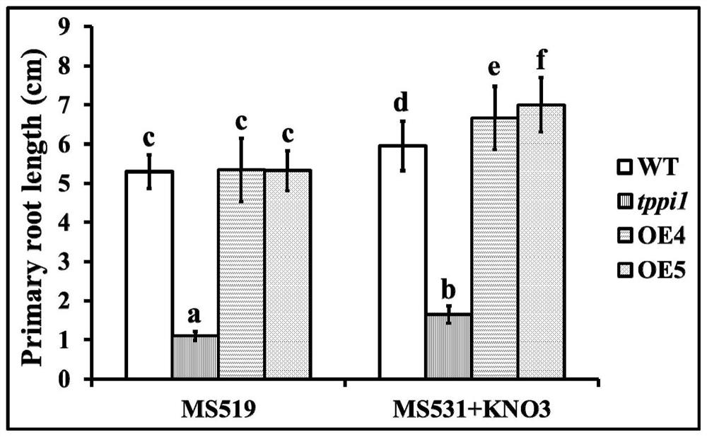 Application of TPPI gene in regulation and control of plant root development and promotion of plant jasmonic acid accumulation