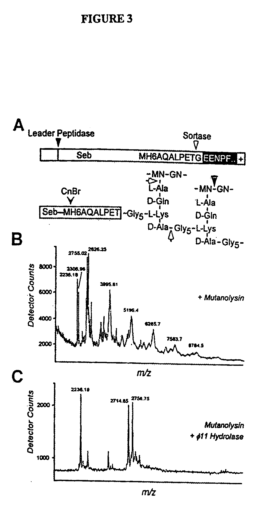 Identification of sortase gene