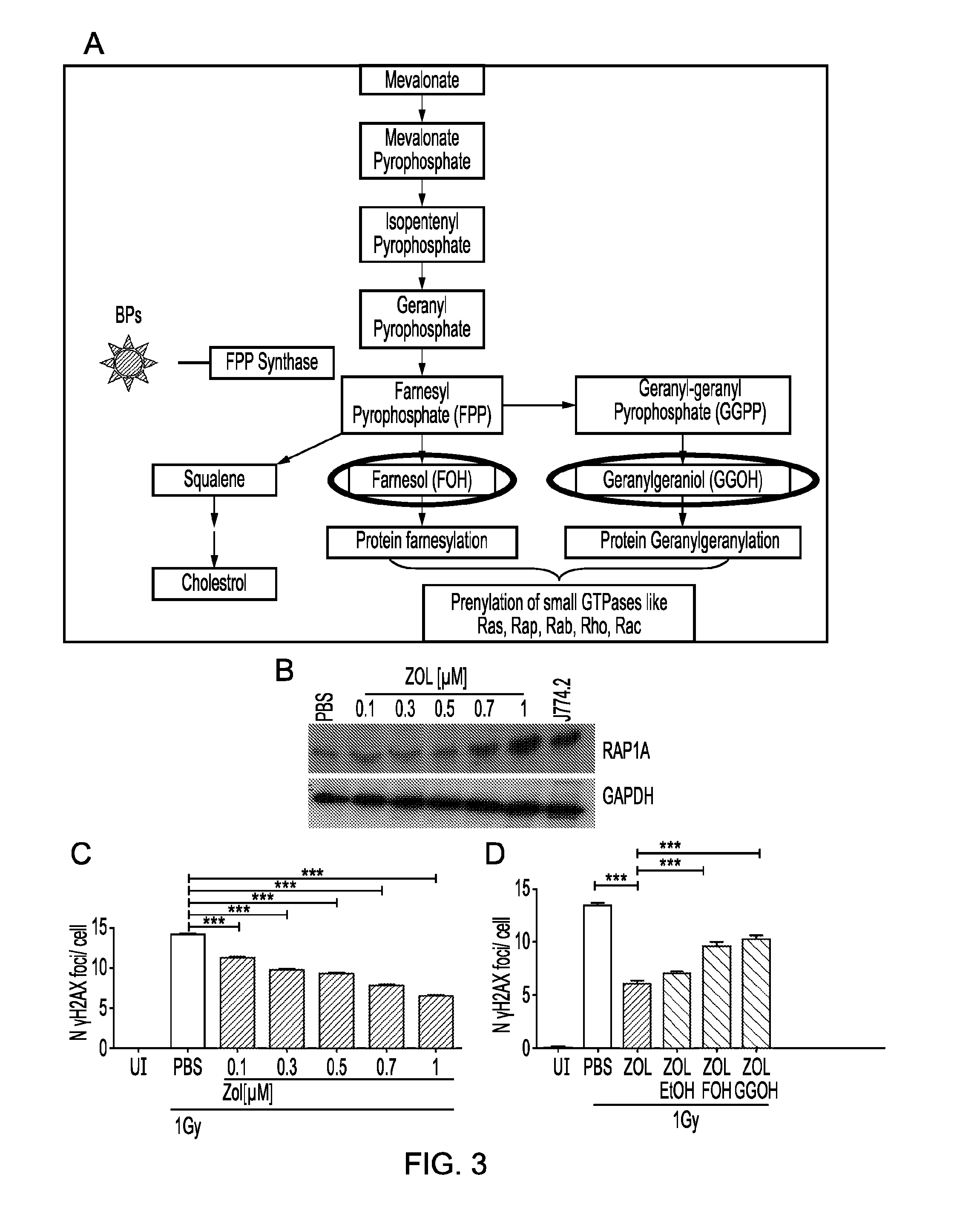 Therapeutic uses of bisphosphonates