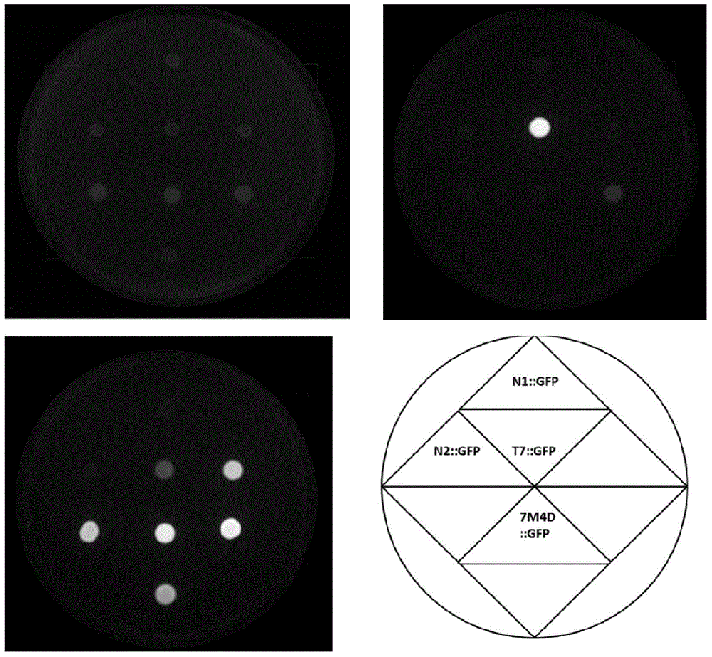 Promoter7M4D and application thereof