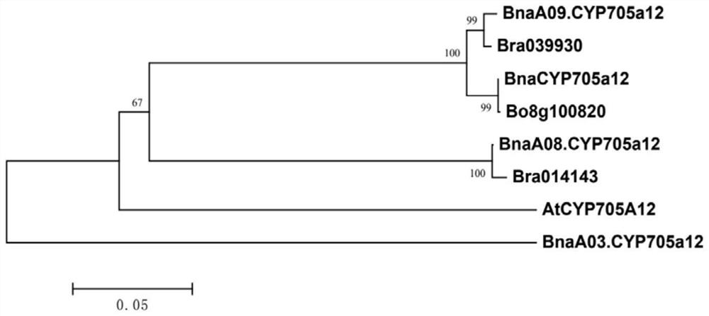 Application of gene BnaCYP705a12 in brassinolide biosynthesis and transgenic plant production