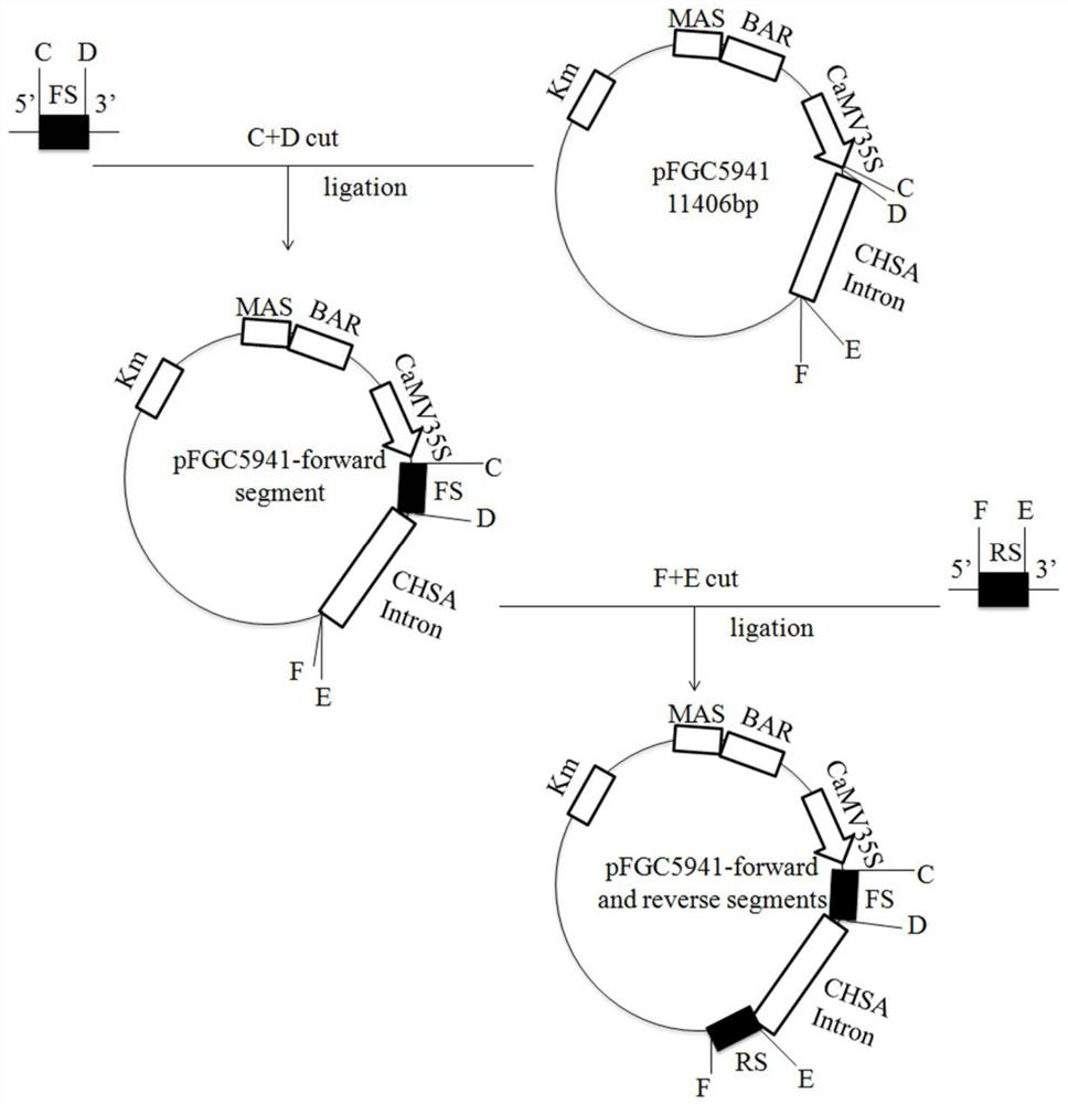 Application of gene BnaCYP705a12 in brassinolide biosynthesis and transgenic plant production