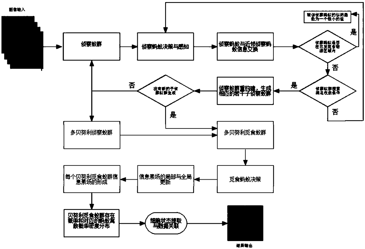 Double-layer dobernoulli stochastic finite ant colony multicellular tracking method