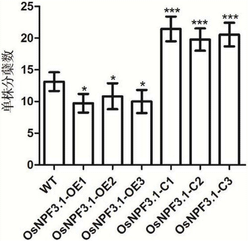 Application of gibberellin transporter gene OsNPF3.1 in increasing paddy rice output